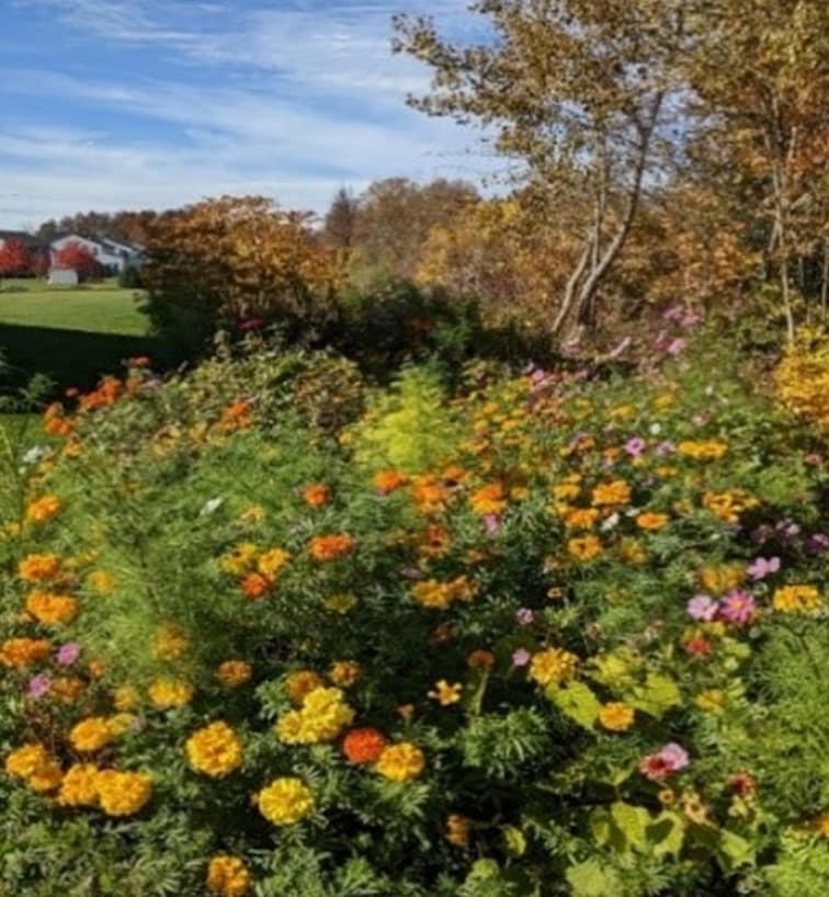 flowers in front of trees and a barn