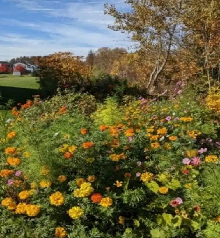 flowers in front of trees and a barn
